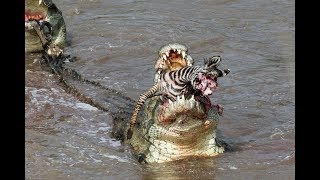 Crocs catch and eat zebra  incredible feeding behaviour [upl. by Assenad]