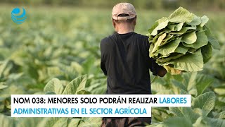 NOM 038 Menores solo podrán realizar labores administrativas en el sector agrícola [upl. by Arek]