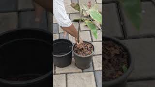 Variegated Rubber Plant  Hard Pruning  Propagation amp Care [upl. by Eletnahc]