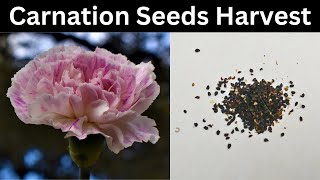 How To Collect Carnation Seeds  Save Harvest Carnation Seeds [upl. by Ahsenak623]