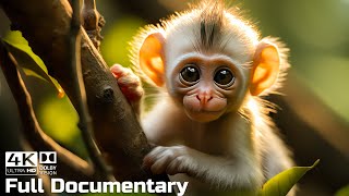 Baby Animals Discovering Their World  Episode 2  Life of Baby Monkey  Wild Animals Documentary [upl. by Tristam411]