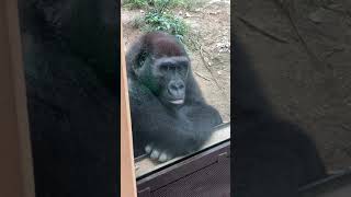 Gorillas observing humans GENTARO🌸KyotoZoo Gorilla shorts [upl. by Ahtnams]