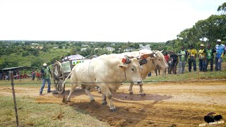 GRAND PRIX VOLCAN  SAINT PROTAIS  SAINTANNE  26 AOÛT 2023  Catégorie Minimes [upl. by Esmeralda]