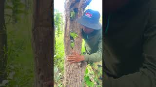 Wow A man See Parrots Live In A Tree Hole part 06 superbparrot parrotlet capeparrot wildlife [upl. by Anuaf]