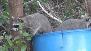 Cozumel Raccoon Procyon pygmaeus Cozumel Yucatán Mexico 1 July 2018 22 [upl. by Giavani]