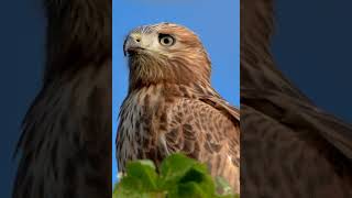 Kızıl şahin longlegged buzzard [upl. by Ikim]