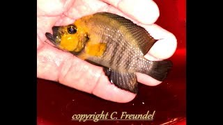 SUPERAltolamprologus Compressiceps Kasanga Gold Head F1 breeding [upl. by Iadam851]