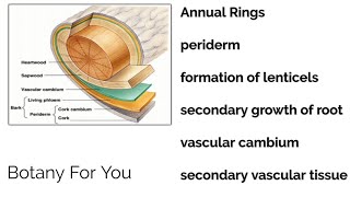 Annual rings Periderm formation of lenticel  secondary growth of root and vascular cambium [upl. by Atteroc]