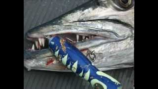 BARRACUDA at popping Biggest in YouTube KILWA Africa [upl. by Natlus99]