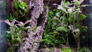 Vertical 10g Naturalistic Vivarium Build [upl. by Kattie]