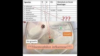 variety of Haemophilus species identification on basis of X VXV Blood agar and Xylose test [upl. by Bunting]