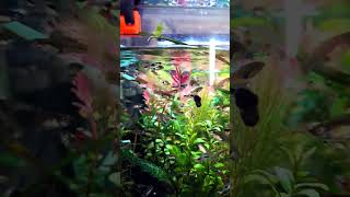 Why are guppies eating babies fishtank guppies [upl. by Kcod]