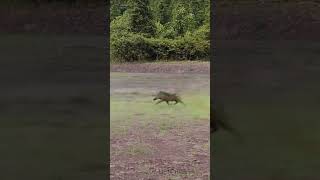 The Battle Between African Wild Dogs and Wild Boars [upl. by Costa147]