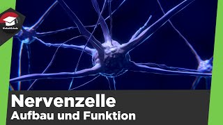 Aufbau und Funktion der Nervenzelle einfach erklärt  Die Nervenzelle  Zusammenfassung Nervenzelle [upl. by Copland]