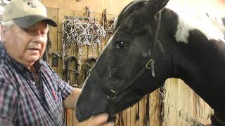 McNatt Farms Caveson and curb chain Instructions For Gaited Horses I [upl. by Rramahs]