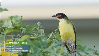 Cute Birds  Australasian Figbird  Backyard Birds  Canon R7 4K [upl. by Pattani]