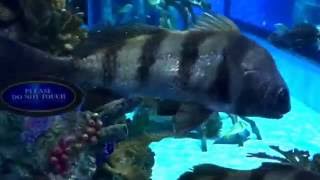 Rumfish Grill Aquarium Viewing Area Tanked Animal Planet Viewing Area 2016 St Petersburg FL [upl. by Annanhoj]