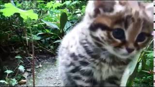 The blackfooted cat Felis nigripes [upl. by Carpenter]