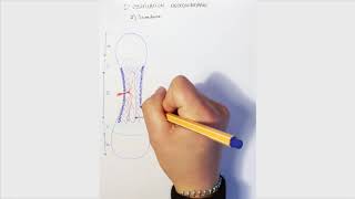 Comprendre lostéogenèse partie 2 complément de cours [upl. by Pacien60]