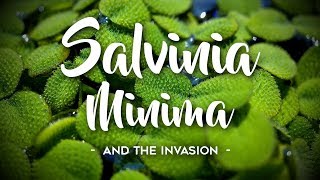 Salvinia Minima Invasion [upl. by Corsetti]