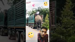 Elephant IQ 🤯🤯shorts elephant viralelephant iq animals [upl. by Albur]