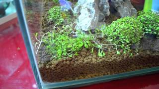 How to plant Glossostigma elatinoides KokedamaWabikusa  by Massimo Iannella [upl. by Suolhcin]