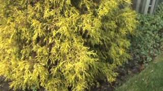 How to ID Chamaecyparis pisifera Filifera Aurea [upl. by Auohs464]