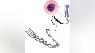 What is Extrachromosomal DNA [upl. by Aimal]