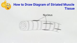 how to draw labelled diagram of striated muscle tissue [upl. by Ellis]