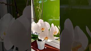 Phalaenopsis amabilis♥️ phalaenopsis flower flowers flowerpot myflowers [upl. by Valeria]