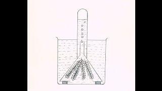 Hydrilla plant experiment drawing  Class 9 biology practical 71 drawing [upl. by Namyac]