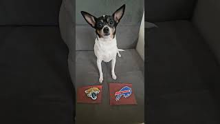 Jaguars vs Bills nfl nflfootball nflpredictions week3 jacksonvillejaguars buffalobills dog [upl. by Ynoep]