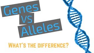 Genes vs Alleles [upl. by Vivyanne277]