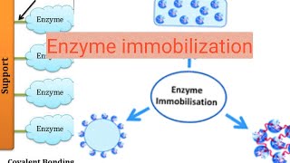 Enzyme immobilization [upl. by Esilrac]