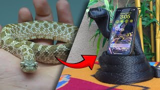 Turning My HOGNOSE SNAKE into a iPHONE HOLDER  3D Printing Tutorial [upl. by Gilba]