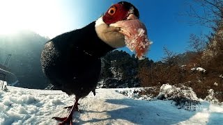 Brown Eared Pheasant [upl. by Mcclenaghan]