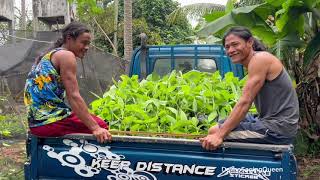 Lakatan Tissue Cultured Banana Seedlings Hauling amp Lets manifest together [upl. by Acirahs]