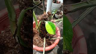 Marmorata plants monstera [upl. by Aicetel290]