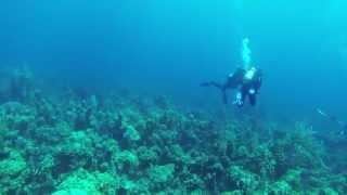 Sonar pinging when scuba diving [upl. by Kalina228]