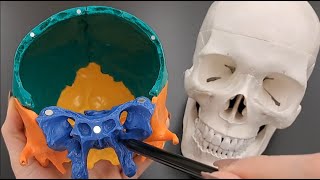 Skull Anatomy Series  The Sphenoid Bone  Part 7 of 9 [upl. by Selmner]