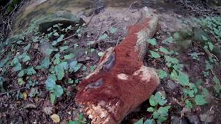 Muschi si licheni de pomi  Mushrooms and lichens of trees [upl. by Alek]