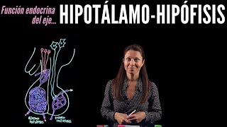 Fisiología endocrina I Eje HipotálamoHipófisis [upl. by Stu]