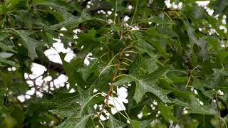 Quercus palustris  Pin Oak [upl. by Ariamat]