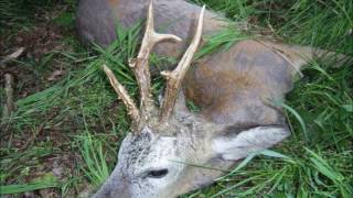 Rehbockjagd mit Fallerjagd Roebuck hunt with Fallerjagd [upl. by Atsirhc]