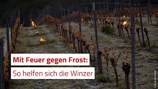 Mit Feuer gegen Frost Winzer greifen zu Notmaßnahmen [upl. by Ardaed]