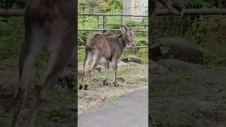 Nilgiri Tahr at Eravikulam National Park MunnarYoutubchannel Eravikulam NilgiriTahr [upl. by Nol]