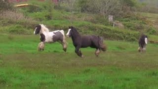 How To Control Docks Buttercups Rushes and Moss In Grassland Without Herbicides [upl. by Laamak18]