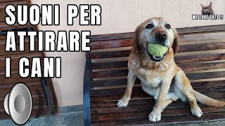 Cane che abbaia  Suoni per attrarre cani  Prod By quotA Quattro Zampequot [upl. by Derfiniw]