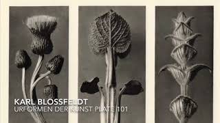 NIU Art Museum Art From Home  Karl Blossfeldt [upl. by Nyledaj]