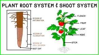 Plant Root System amp Shoot System [upl. by Nnylrats]